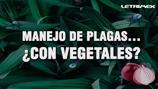 Control de plagas con vegetales