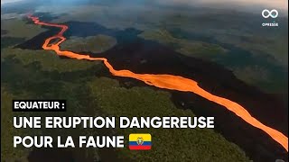 La lave du volcan Wolf menace l'iguane rose, une espèce en danger