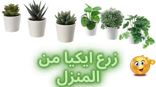 عملت ديكور غرفتي من زرع ايكيا 🌺