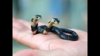 Rarest Snakes In The World.