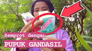 pemupukan kapulaga dengan GANDASIL D #petani #kapulaga