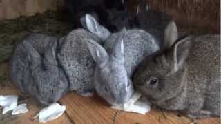 BABY BUNNIES ARE HUNGRY - SONY HX30V - HD - michaeljournal.ca