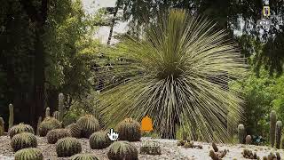 Desert Palm And Cactus Plants In Botanical Garden