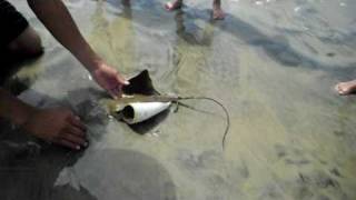 Aw How Cute - Baby Bat Ray Caught from Surf