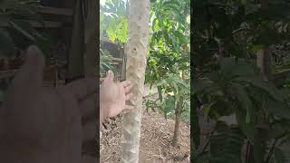 panen pepaya California super‼️#shorts #shortvideo #fruit #viral #education #berkebun #pepaya