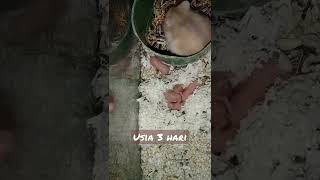 usia 3 hari #hamster #shorts