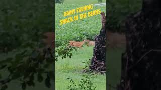 deer enjoying a snack in the soybeans #lonebowhunter