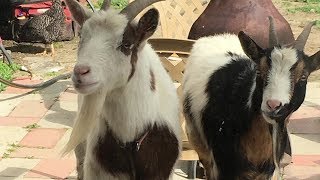 Why Goats Didn't Work Out For Me - Confessions of An Urban Homesteader