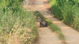 Leopard in a bunny pose caught in the wild