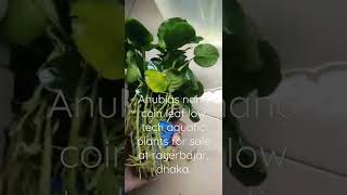 Anubias nana coin leaf plants