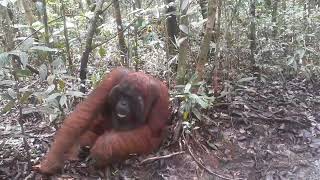 human of the forest or orangutan waiting us when we wants back to boat.