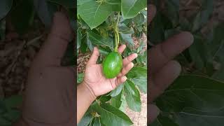 Alpukat Berbuah Perdana Jenis Apa Kawan⁉️#short #shortvideo #avocado #fruit #viral #petanimuda