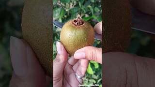 natural fruit harvesting 🥝🥑🍑🍉🍓 #rurallife #fruits #gardening #farmer @gardening_lover7469