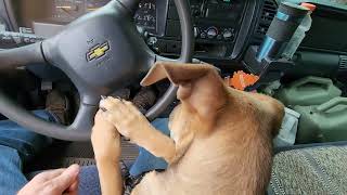 K-9 Koah ,drives better then his dad till he forgets to watch the road