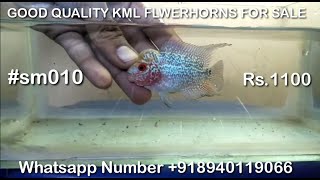 Kml flwerhorns for sale | good quality