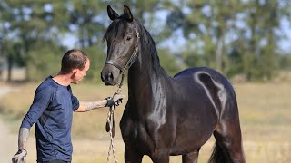 mare 4 y.o. Kanna Win by Kanndarco + foal colt by Diarado