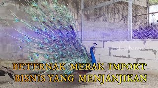 TERNAK MERAK BISNIS YANG MENJANJIKAN