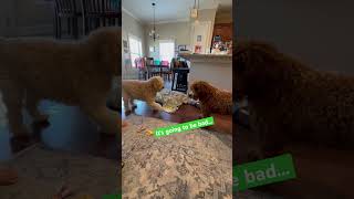 DOODLE DOGGIE DUEL- Part 24 “The Tempter” #shortsfeed #shortvideo #pets #brothers #dogs #shorts