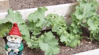 When and How to Harvest Kale