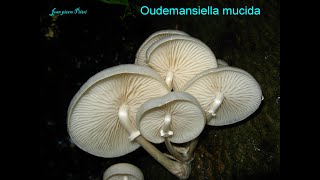 Oudemansiella mucida. Champimaginatis. English Text.