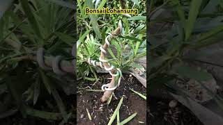 Bonsai Lohansung #bonsai #tanamanhias #bonsailohansung #bonsaijapan #bonsaijuara