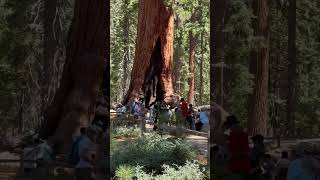 Enduring giants #california #travel #globalexplorer #nationalparks