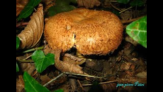 Lactarius mairei. Champimaginatis. English Text.