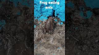 frog eating ants