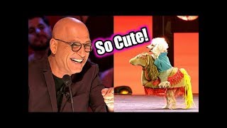 Adorable Performance By Family Dogs On Americas Got Talent Geeks  2017