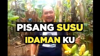 Pisang susu idamanku