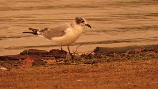 Franklin's Gull