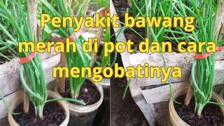 cara pencegahan penyakit bawang merah