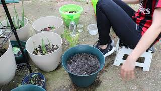 Growing Vegetables from Stem or Seed Inside Containers for Emergency Survival