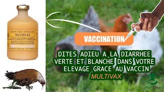 Comment prévenir les Diarrhées Vertes et  Blanches dans votre élevage de Volailles ?