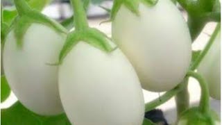 White Eggplant Recipe || White Baingan ki sabzi || Safed Baingan ||Food World || Urdu Hindi ||