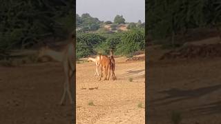 سوف تستمتع الإبل الصغيرة بالجري في الصباح📸#animals #desertcamel #camel #shots