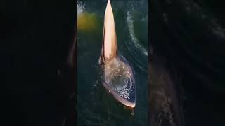 #Blue 🐋 whale sound in see#,🌊🦈