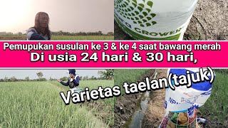 pemupukan susulan ke 3&susulan ke 4,di lakukan bersama, saat bawang merah usia 24 hari dan 30 hari