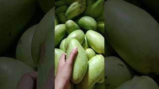 MANGGA GOLEK 02 #short #shorts #shortvideo