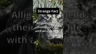 Strange Fact 🐊🍆 Talk about a surprise #shorts #nature #facts #alligator #animals