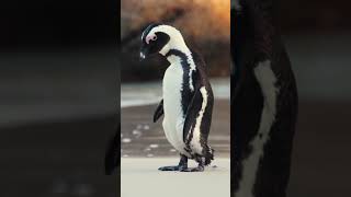 Penguin Refreshing - Sea Animals With Relaxing Music - Rare & Colorful Sea Life Video