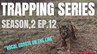 coyote trapping  (this trap got frozen ,thawed, flooded, & still caught him!)