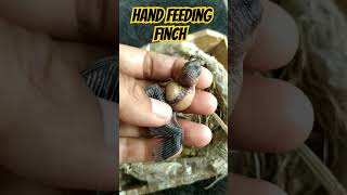 Hand Feeding Finch! #finch #emprit #handfeeding #handfeedingbirds #kicaumania