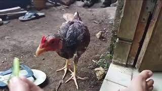 CALON AYAM JAGO II AYAM JAGO BERKOKOK II ANAK AYAM