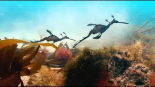 Attenborough "What a wonderful world" plus BBC One Christmas 2011 Gruffalo ident