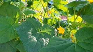 visit my beautiful pipino plant