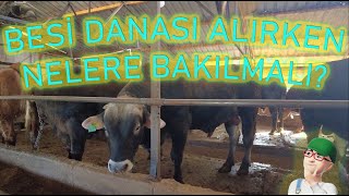 Besi Danası Nasıl Seçilmeli? - Beside Tartım Neden Önemli?