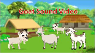 Sounds of Familiar Animals Goat Sound Video Goat Eating Grass Familiar Animal Goat