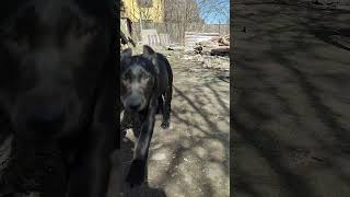 Лабрадор Гизма и щенки. /Labrador Gizma and puppies.#shorts