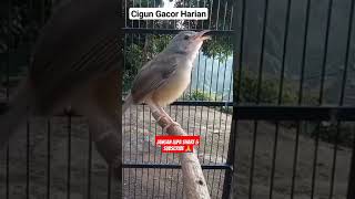 Cigun Gacor Harian || Burung Kecil Figter